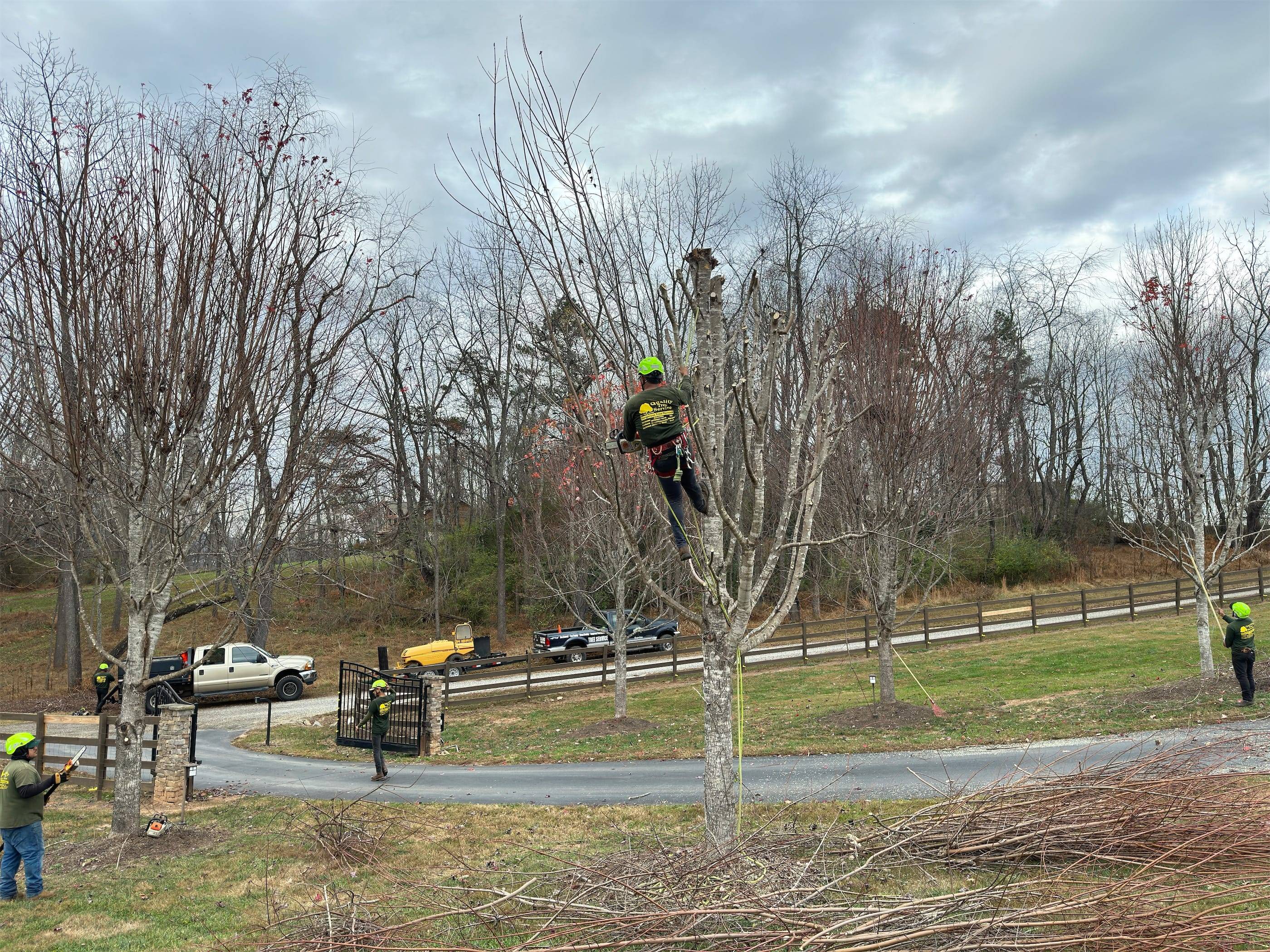 A group of men working on a tree.