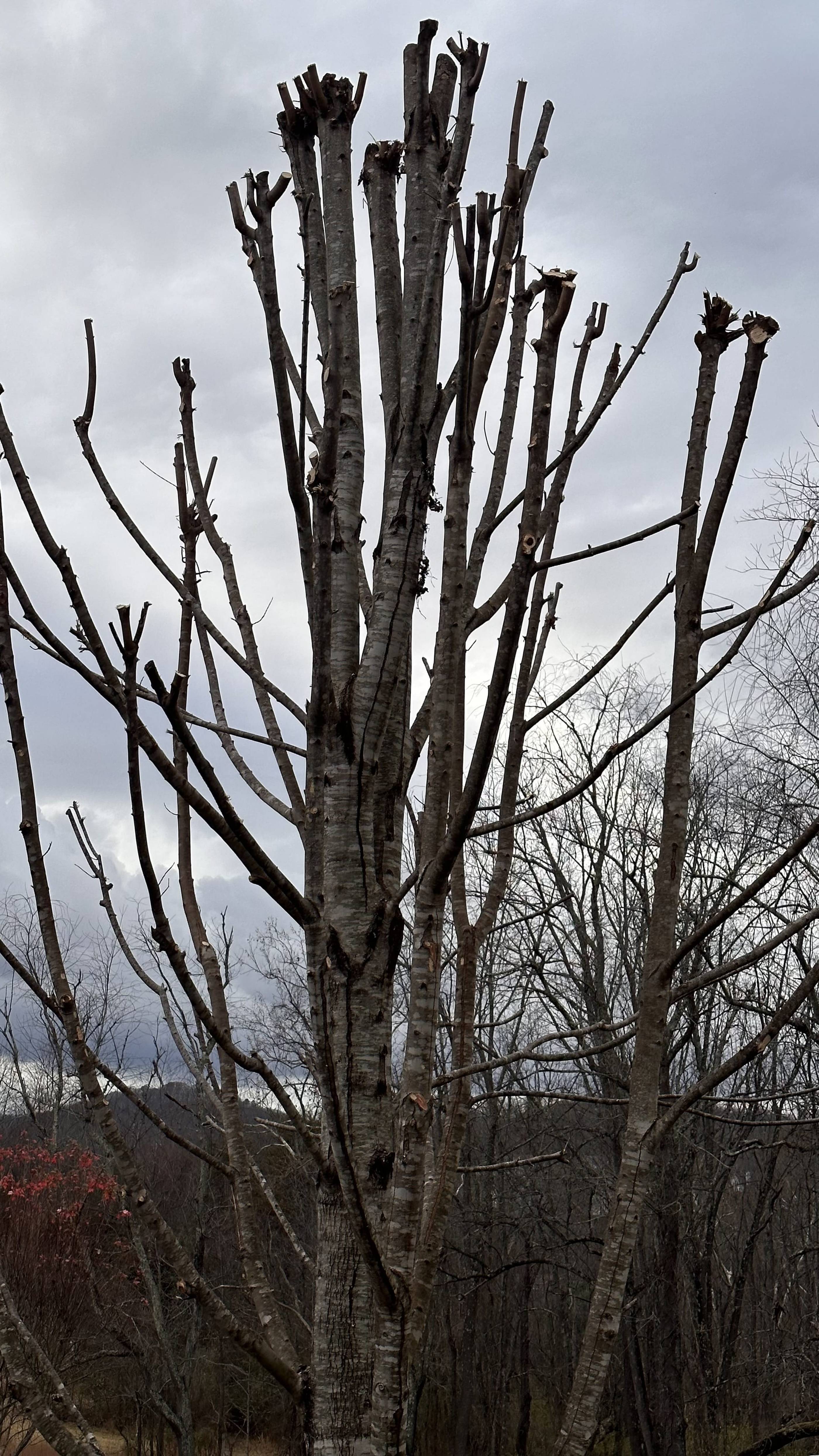 A tree with no leaves.