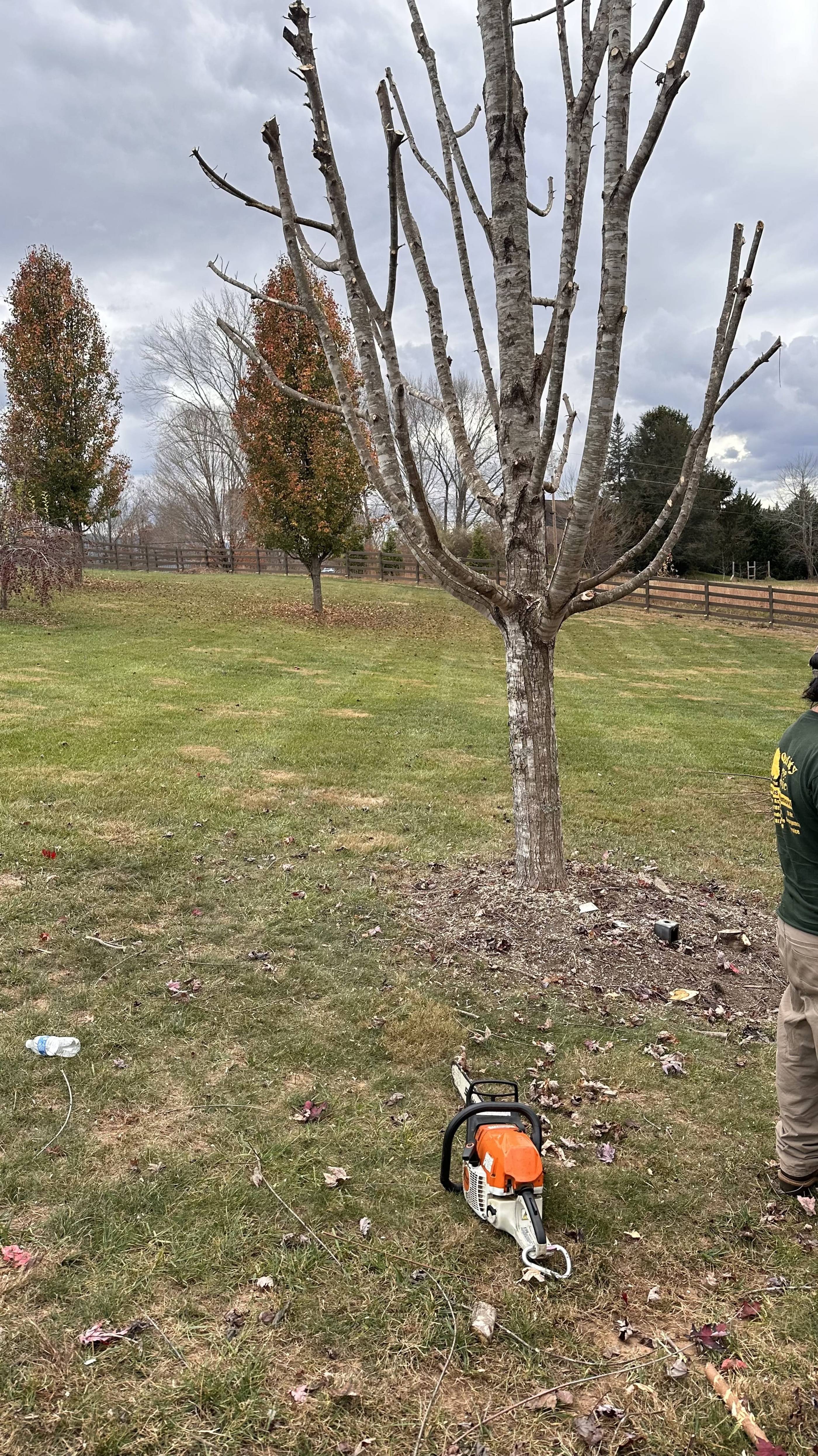 A man cutting down a tree with a chainsaw.