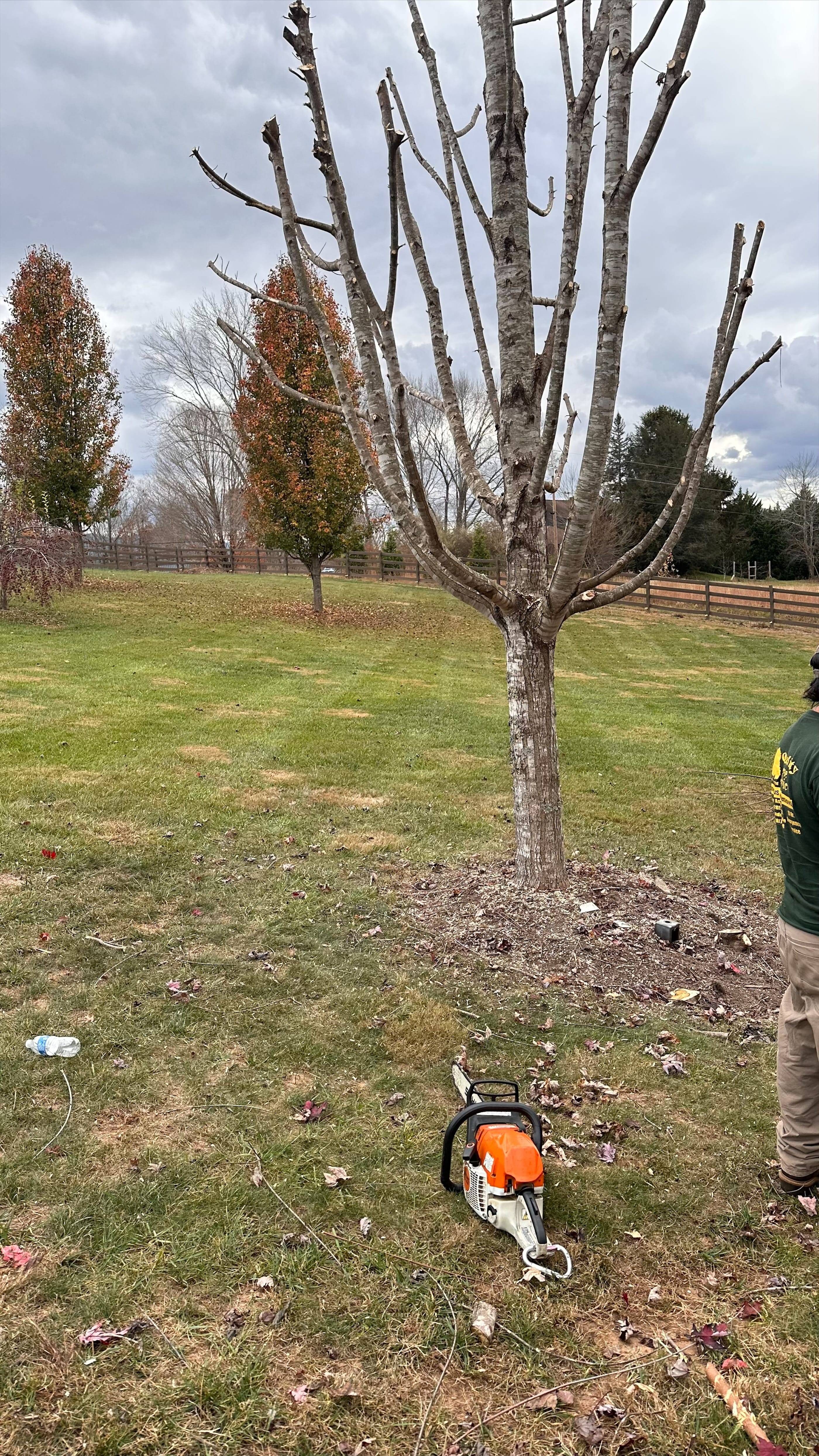 A man cutting down a tree with a chainsaw.