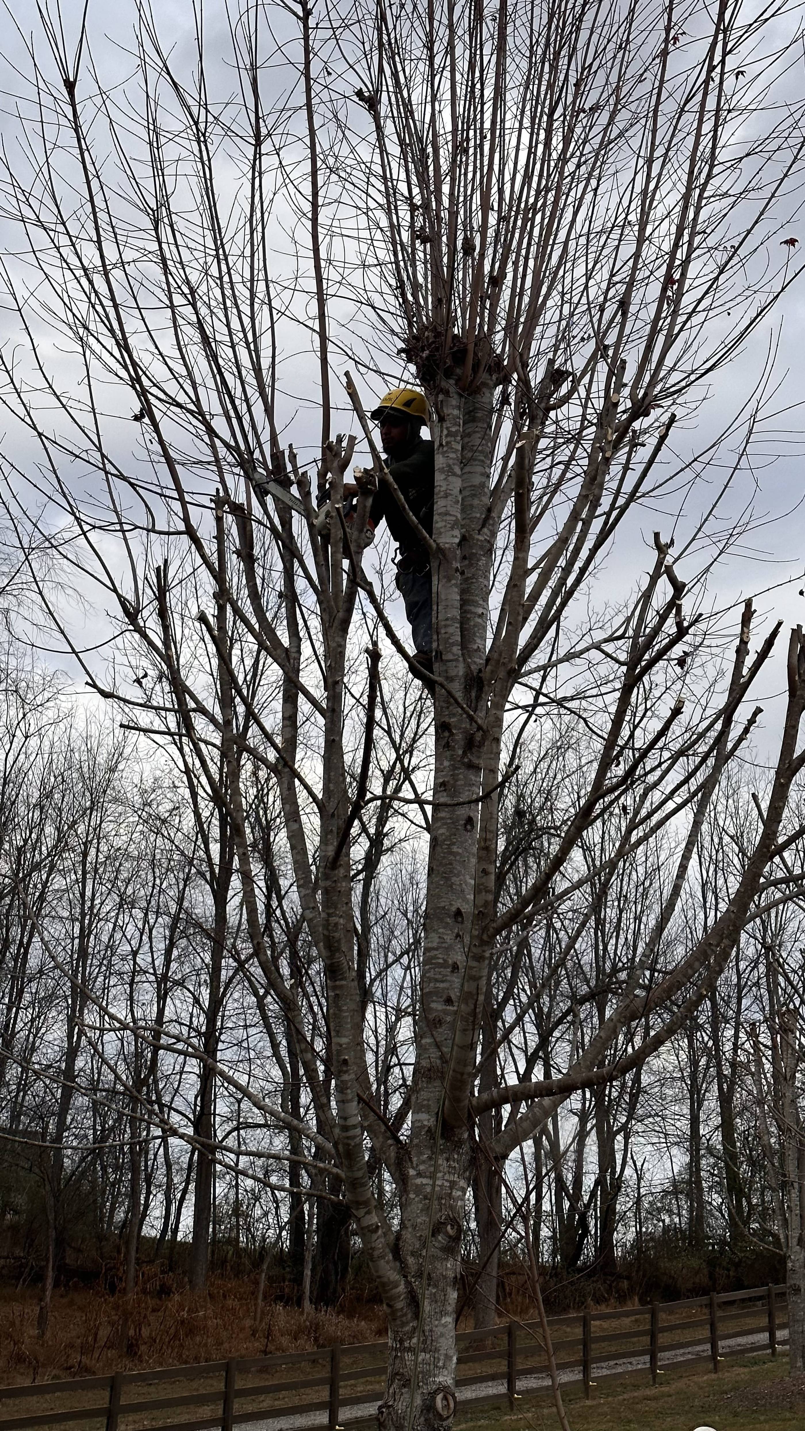 A man is working on a tree with no leaves.