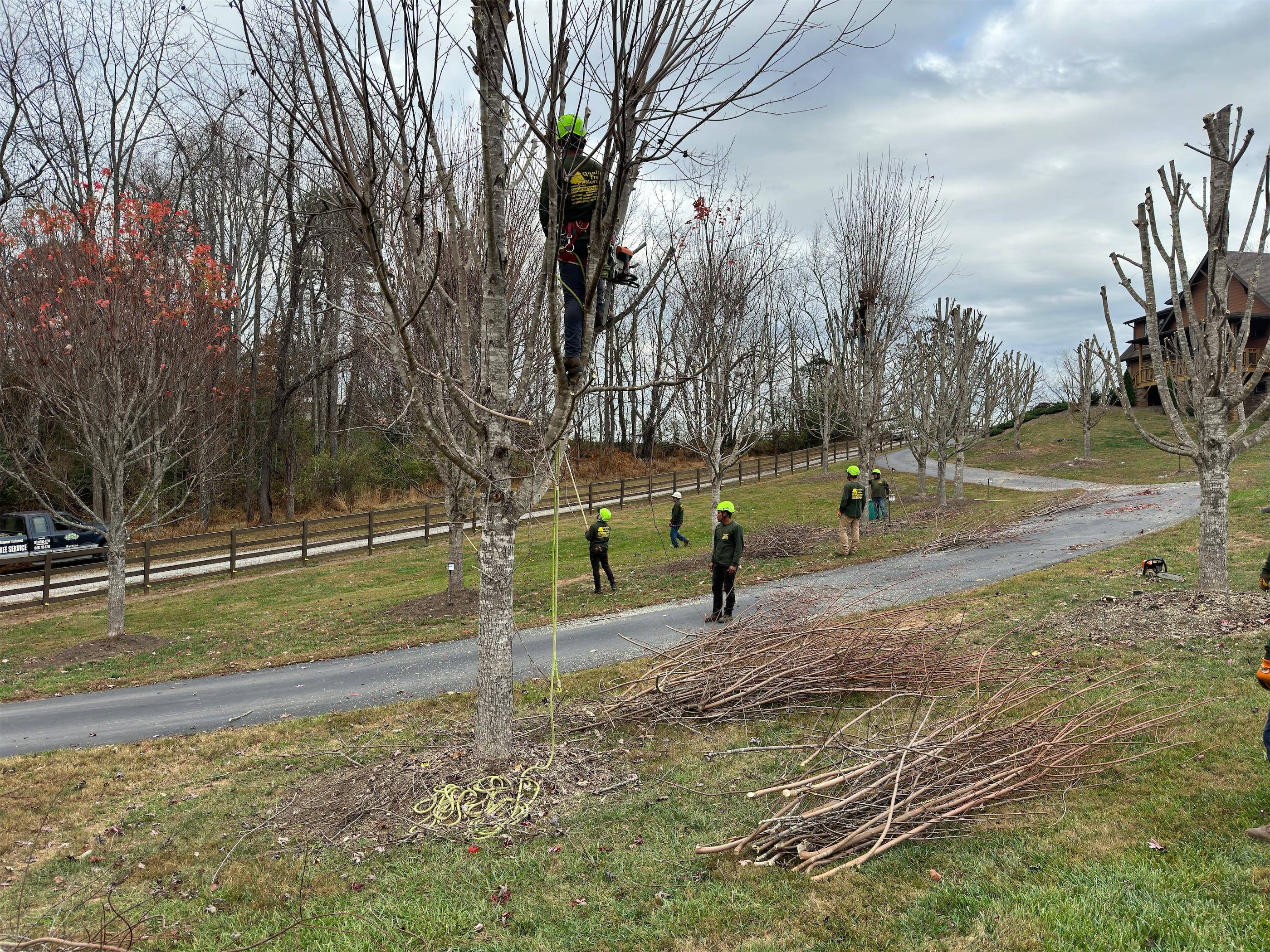 A group of people working on a tree.